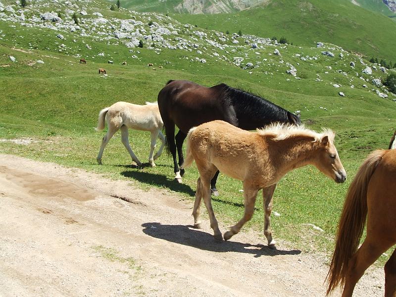 DOLOMITI2009 (114).JPG
